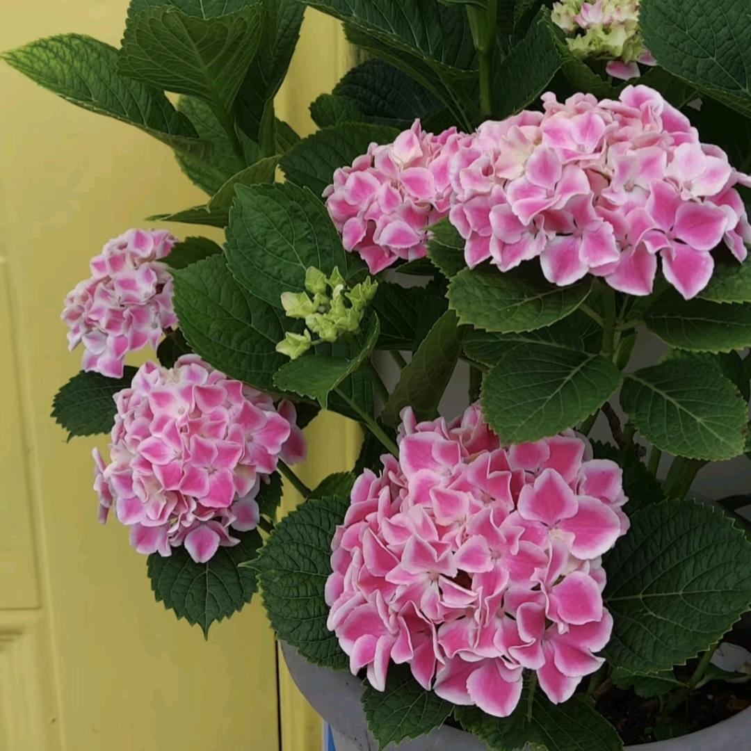 小和的大花惠兰