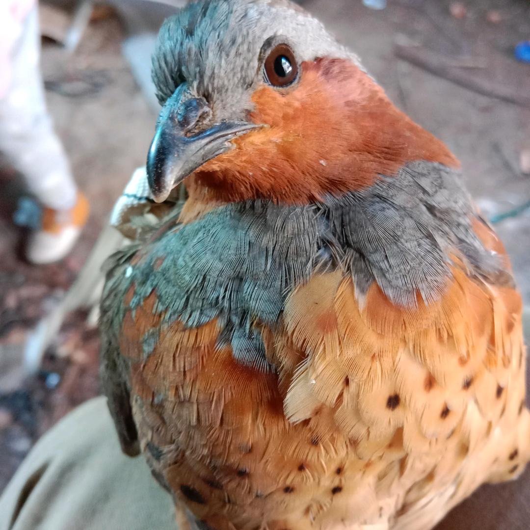 足迹哥