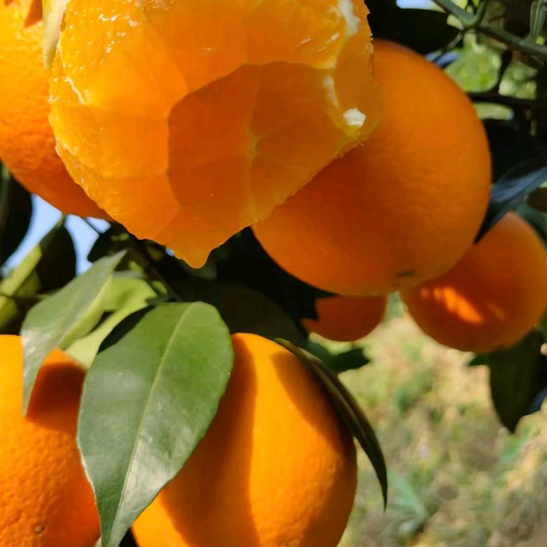 半山果园鲜果铺