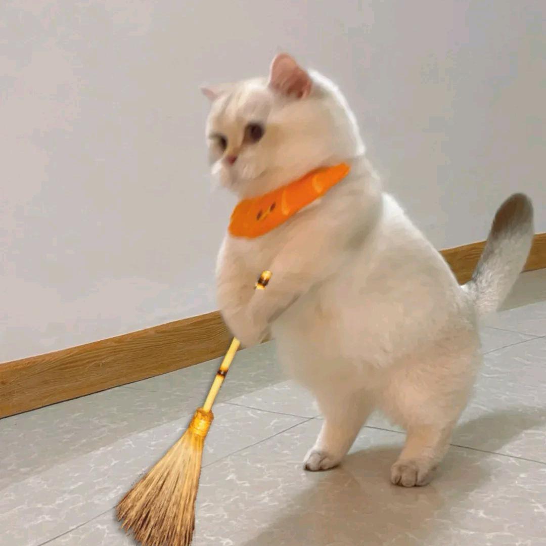 🐾͜҉玄（原代）