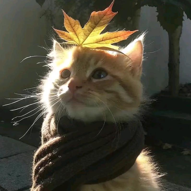 耍帅被抢拼好饭