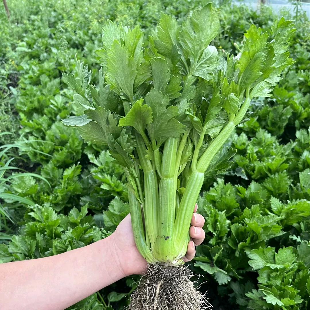 水果清芹