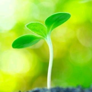 小禾苗🌱