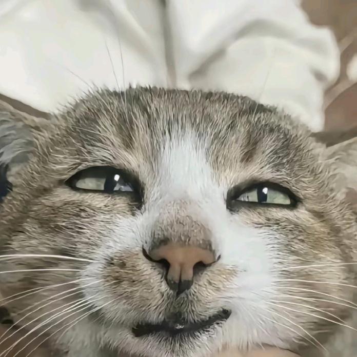 思路佛系了亲