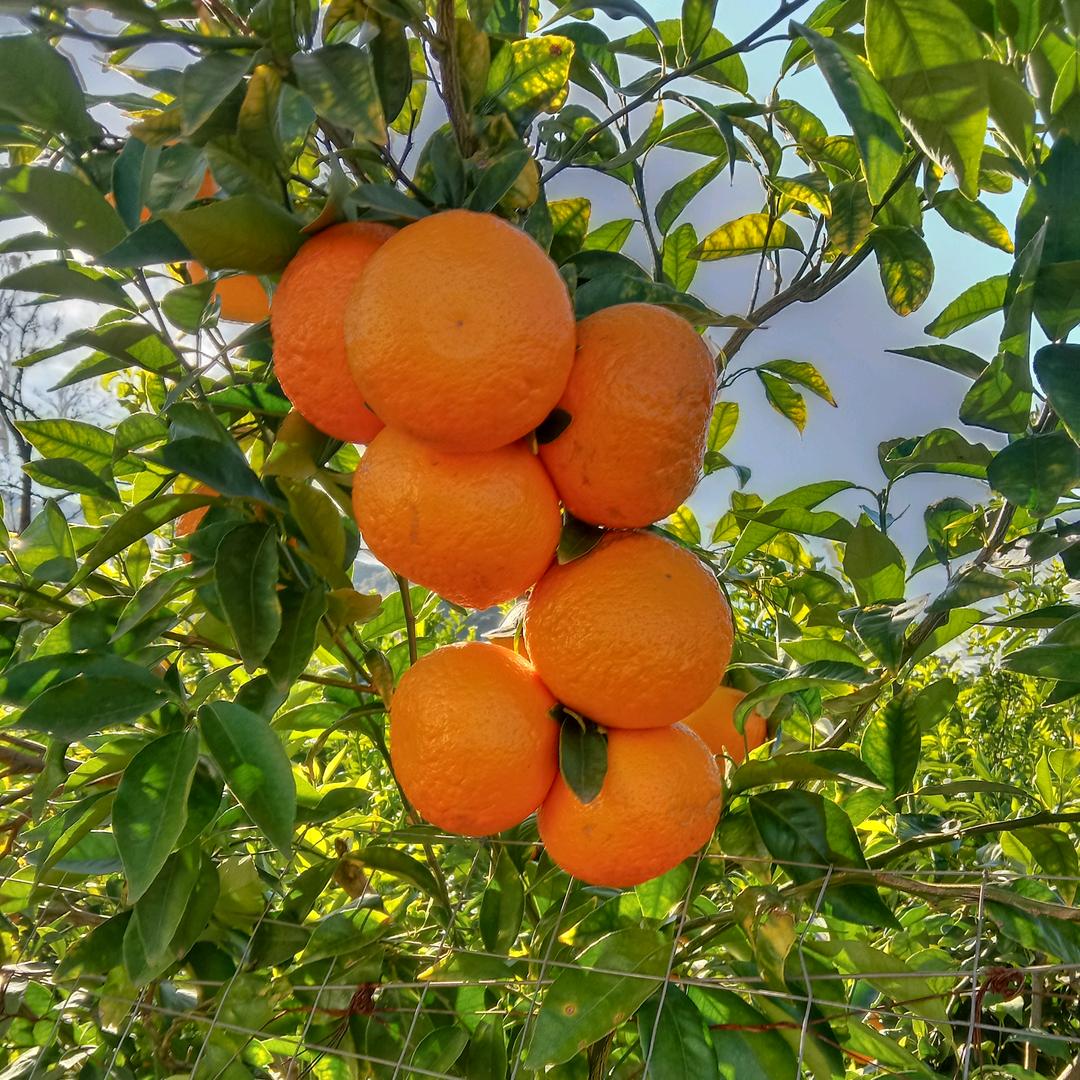 顺其🌻自然