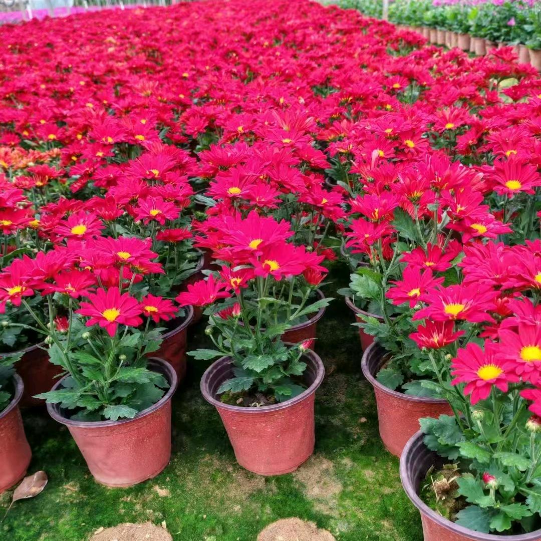 时令花