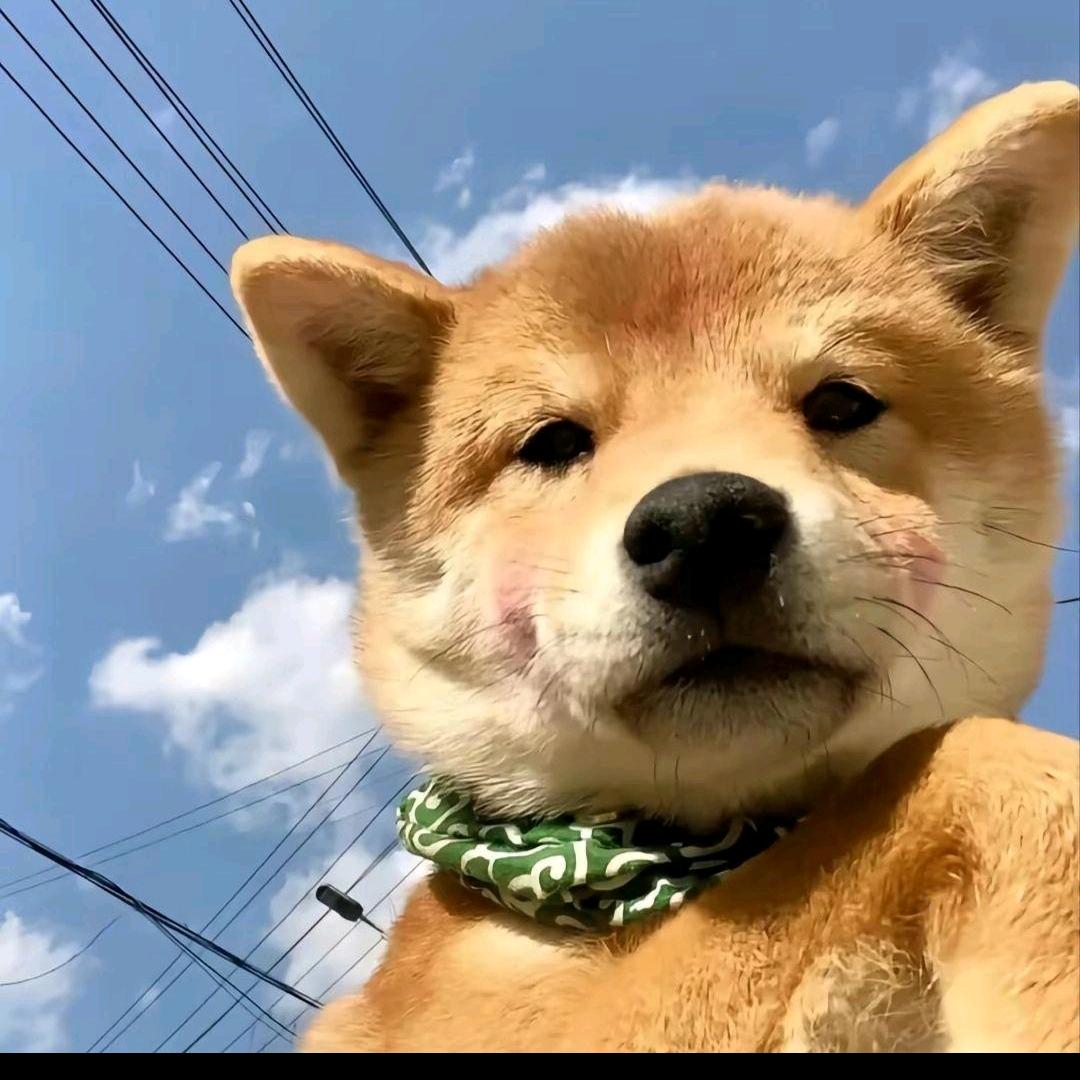 蒜了吧唧