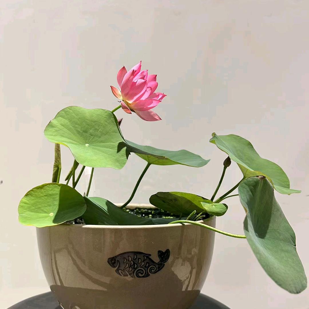 情有独钟