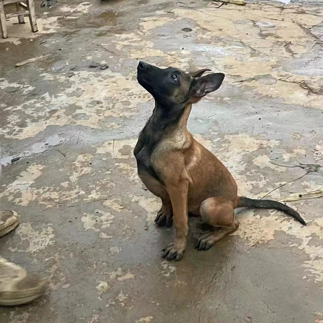 养马犬的妹子