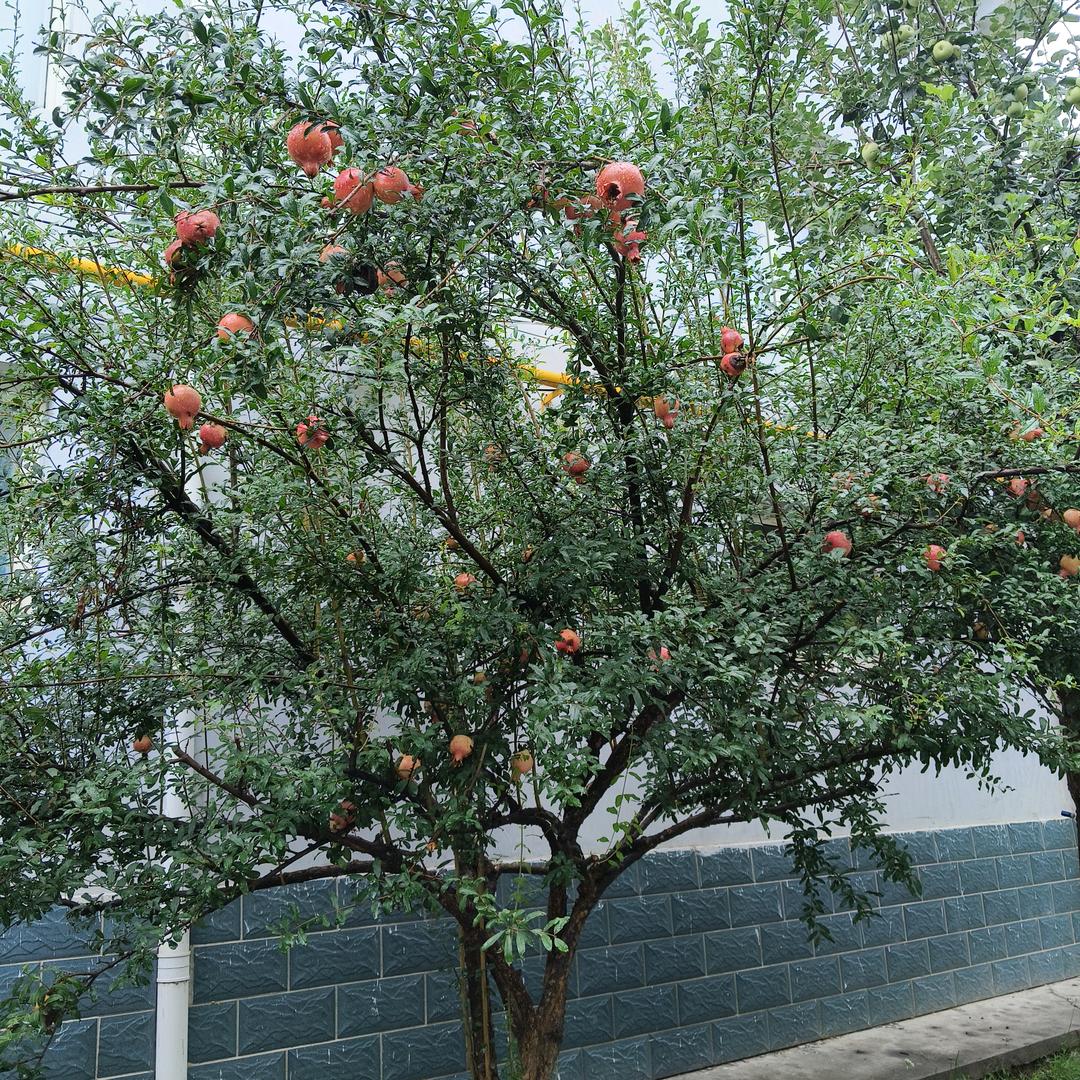 石榴树