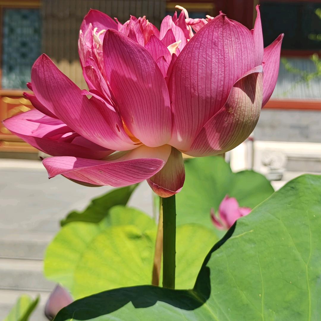宣统阁