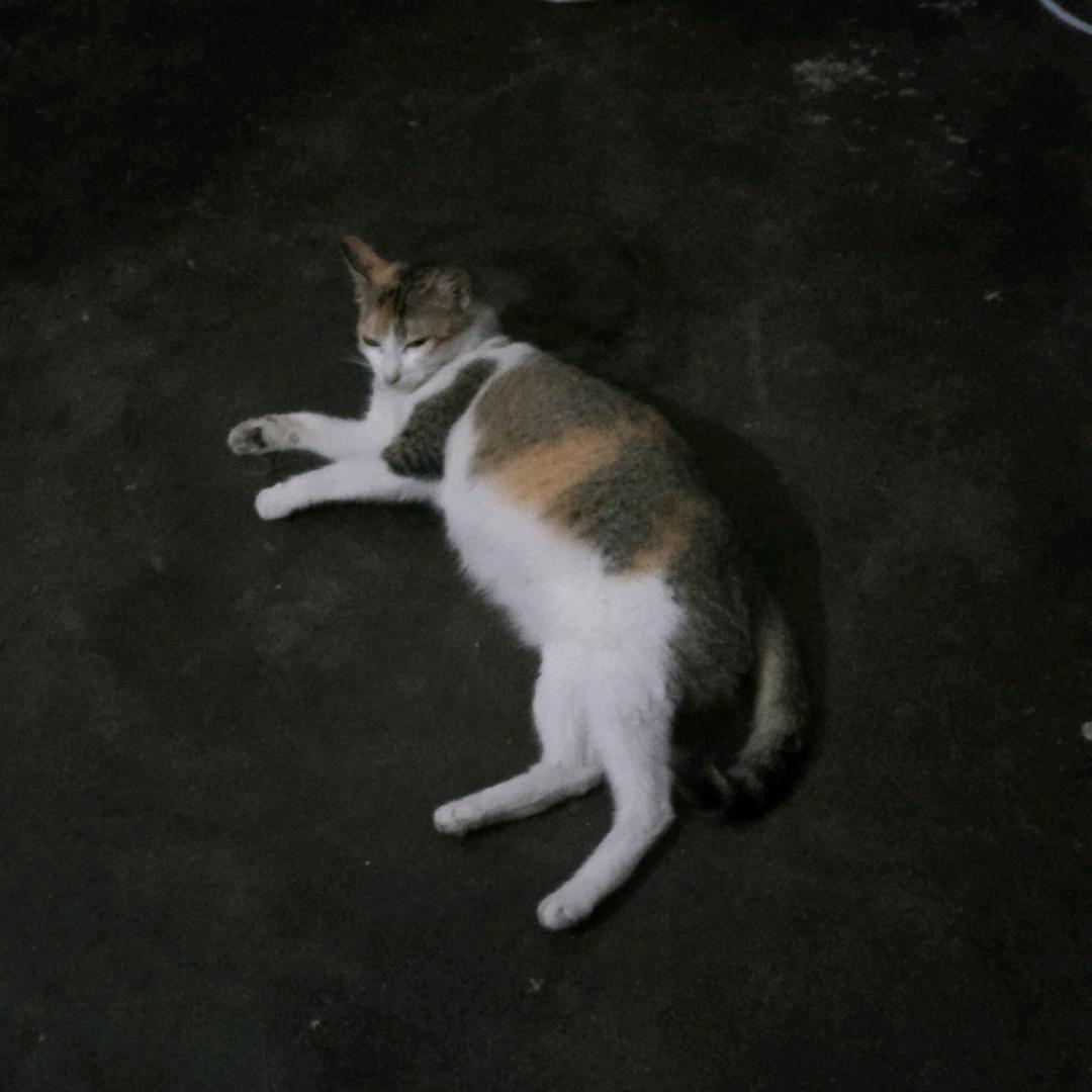 小蝴蝶