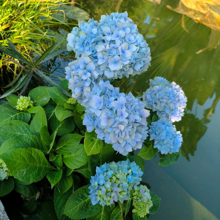 一往情深