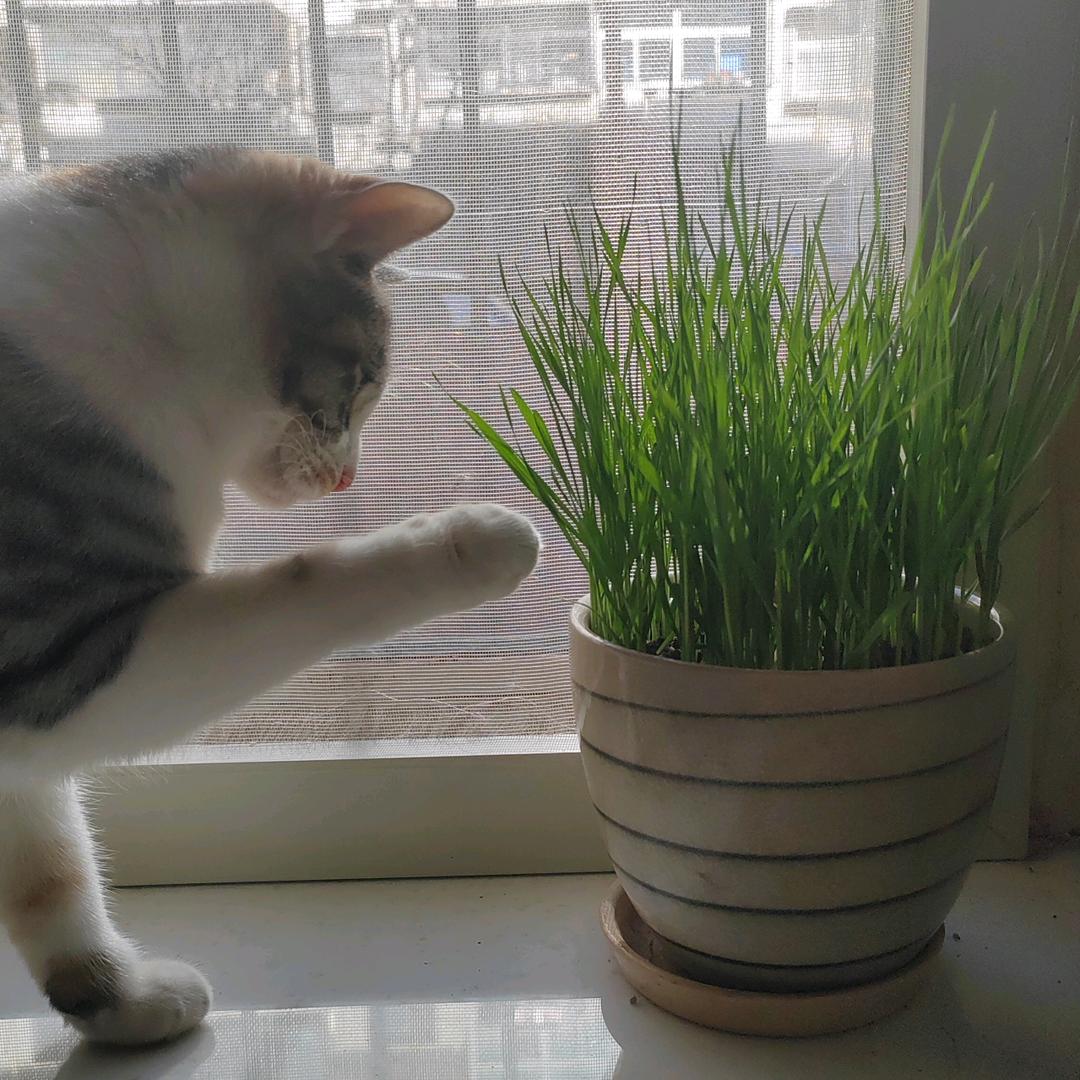 斯塔沃德