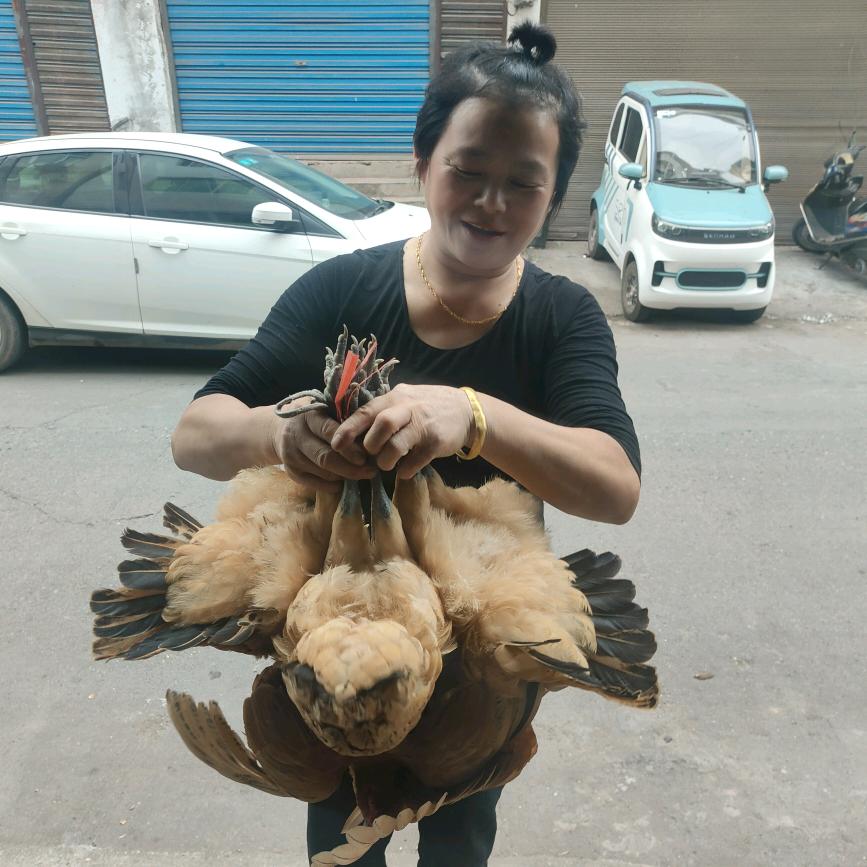 龙泉岩钟姐农家乐现杀现炒辣子鸡血鸭子土货