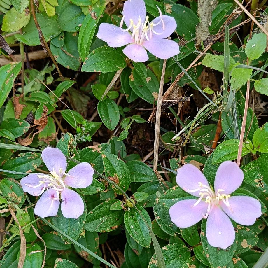🌸花草🌱树木🌴（英子）
