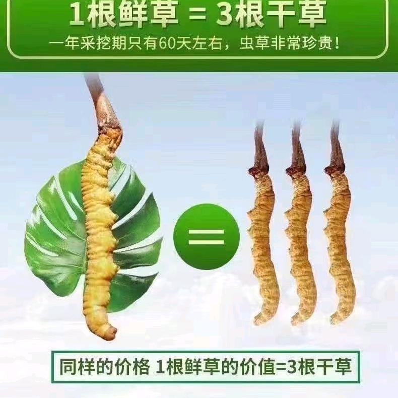 那曲比如冬虫夏草