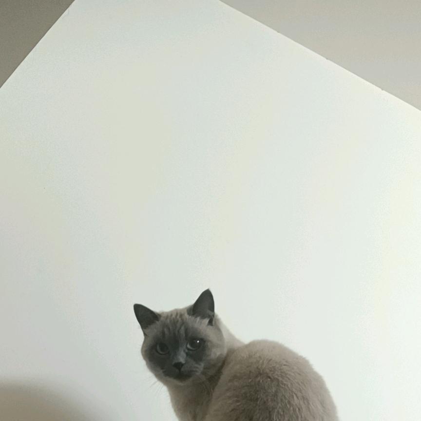 没得玩