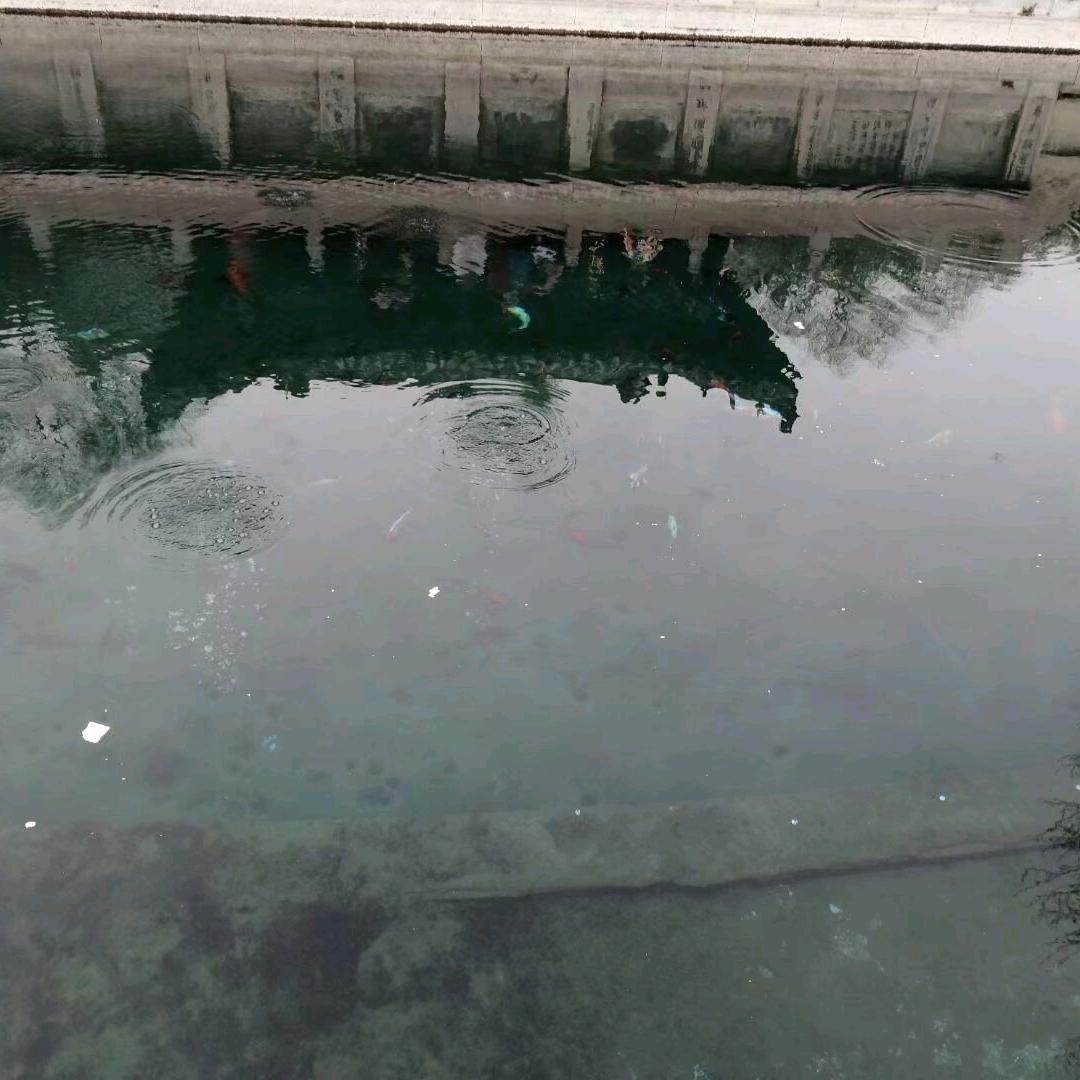 观明