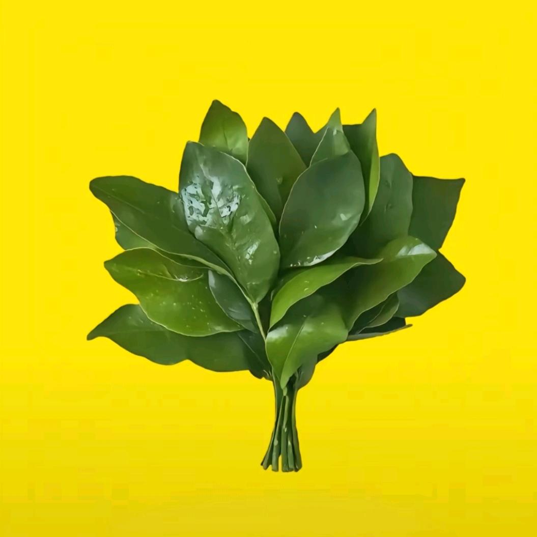 柠檬茴香酒🍀🔥