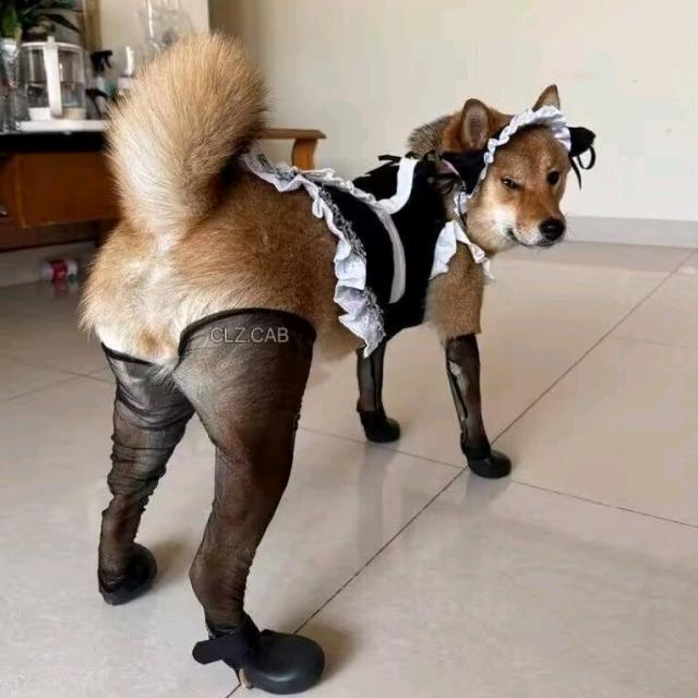 爱学习的启明兄