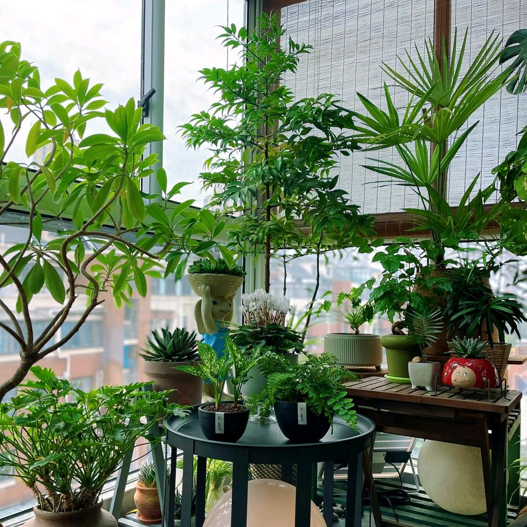 芊芊花园