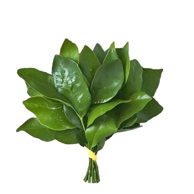 小乖的芒果爱星星✨