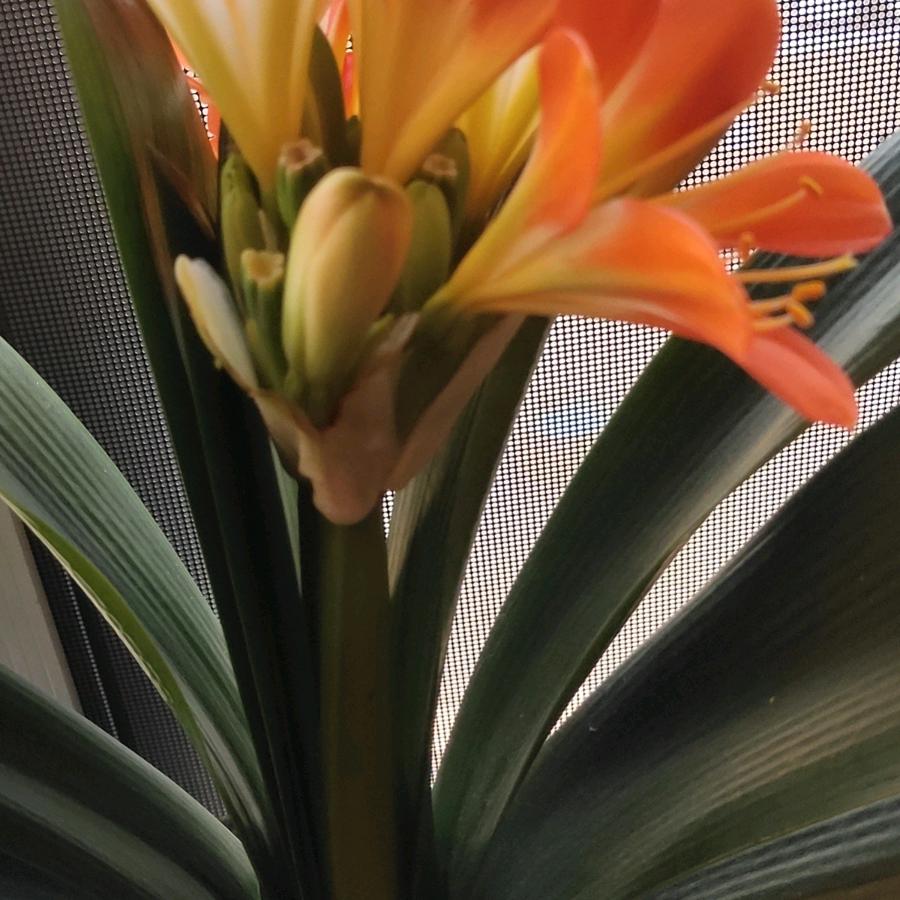 隔辈亲助力号（下午1:30分直播）