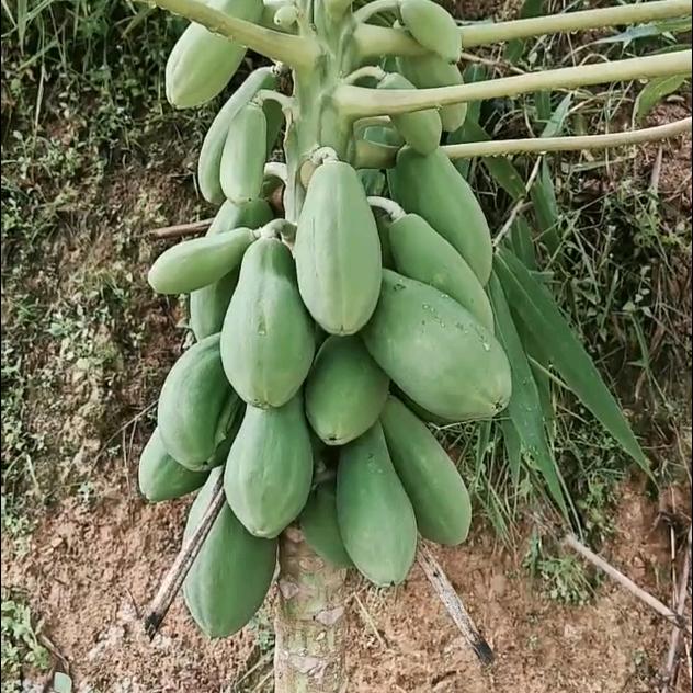 打不溜先生