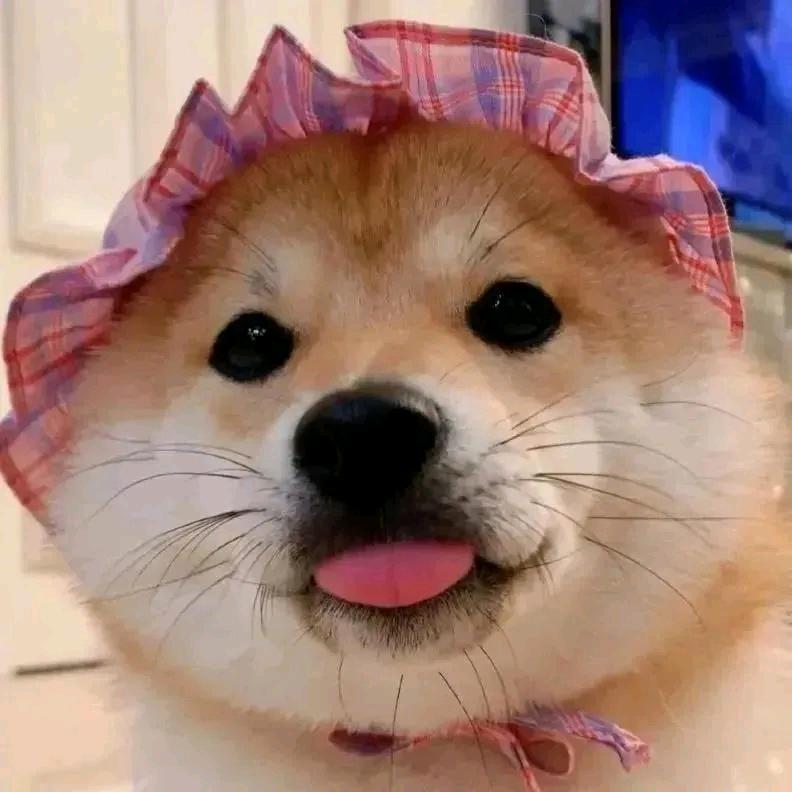 我不爱吃香菜🌸