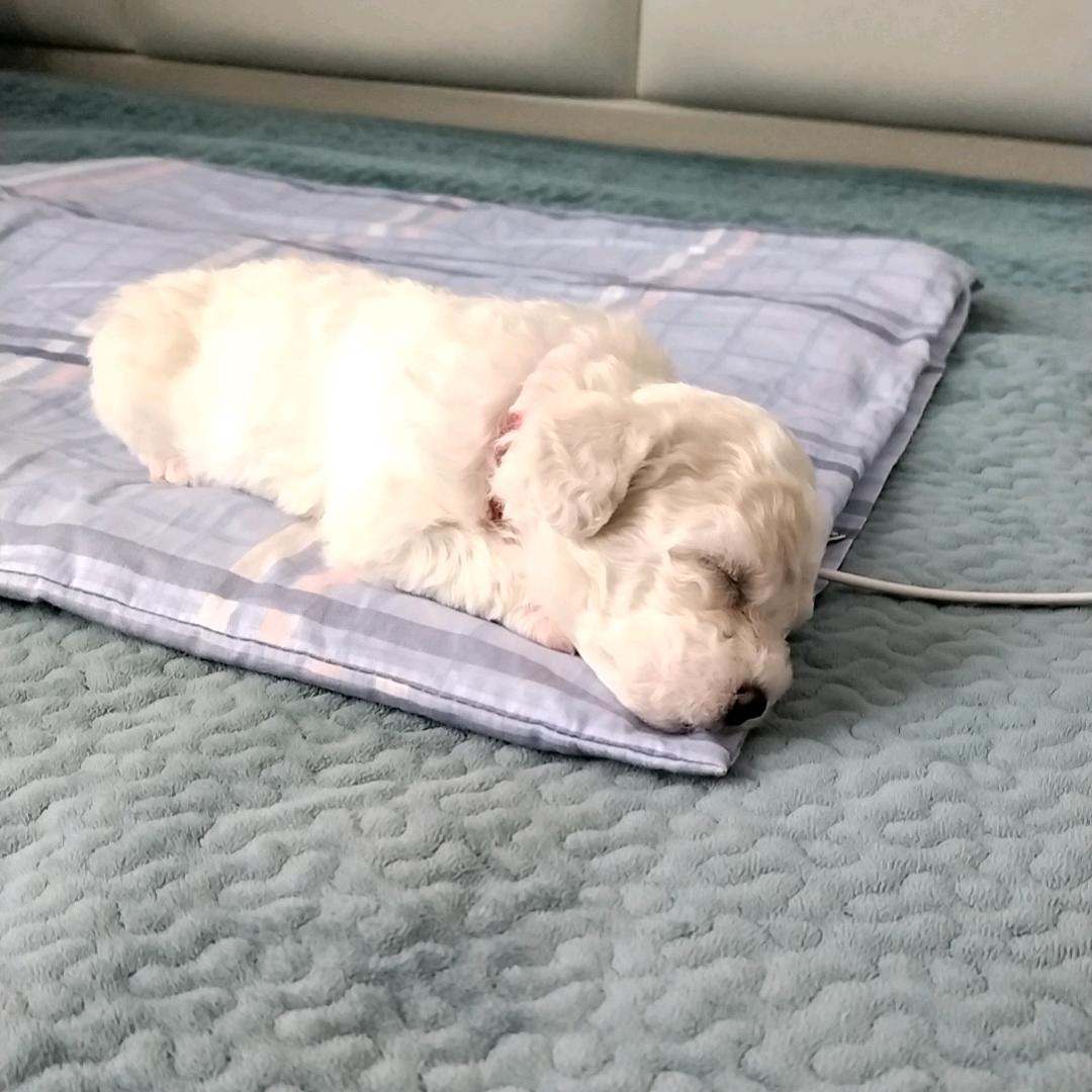 禧多多小妹