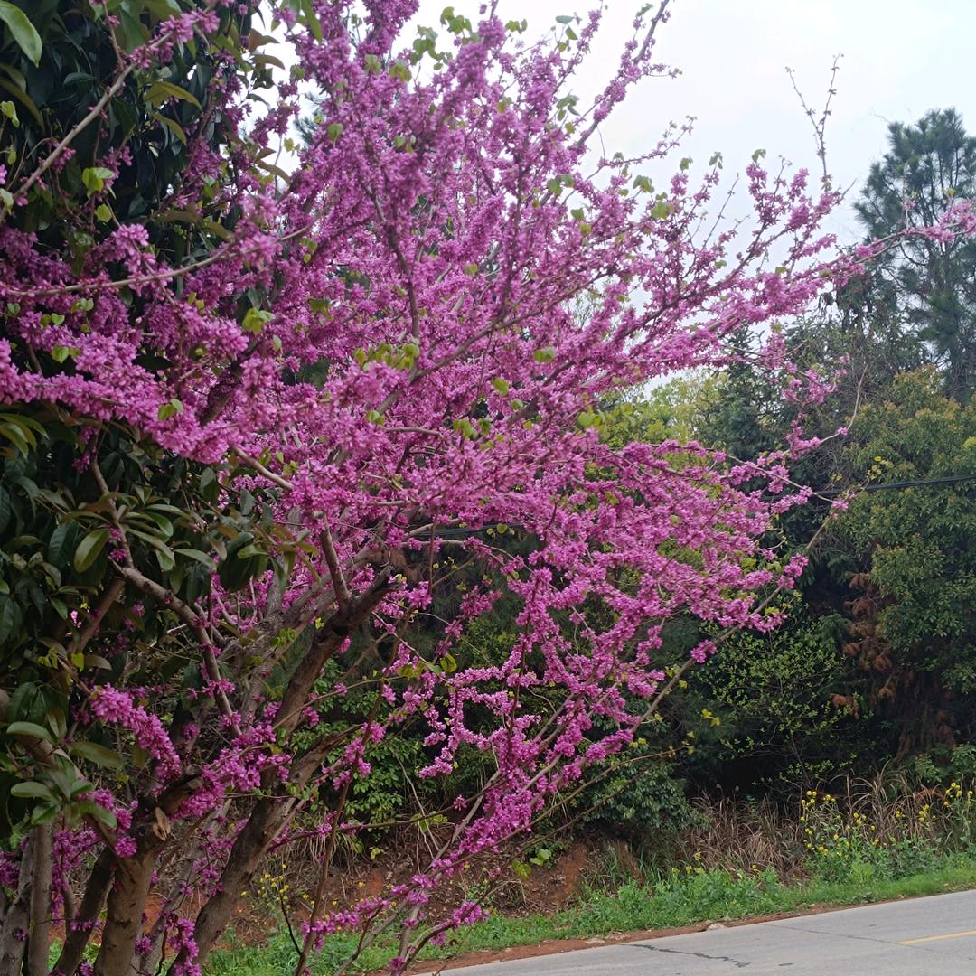 魑魅魍魉三个鬼