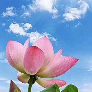 芳濛
