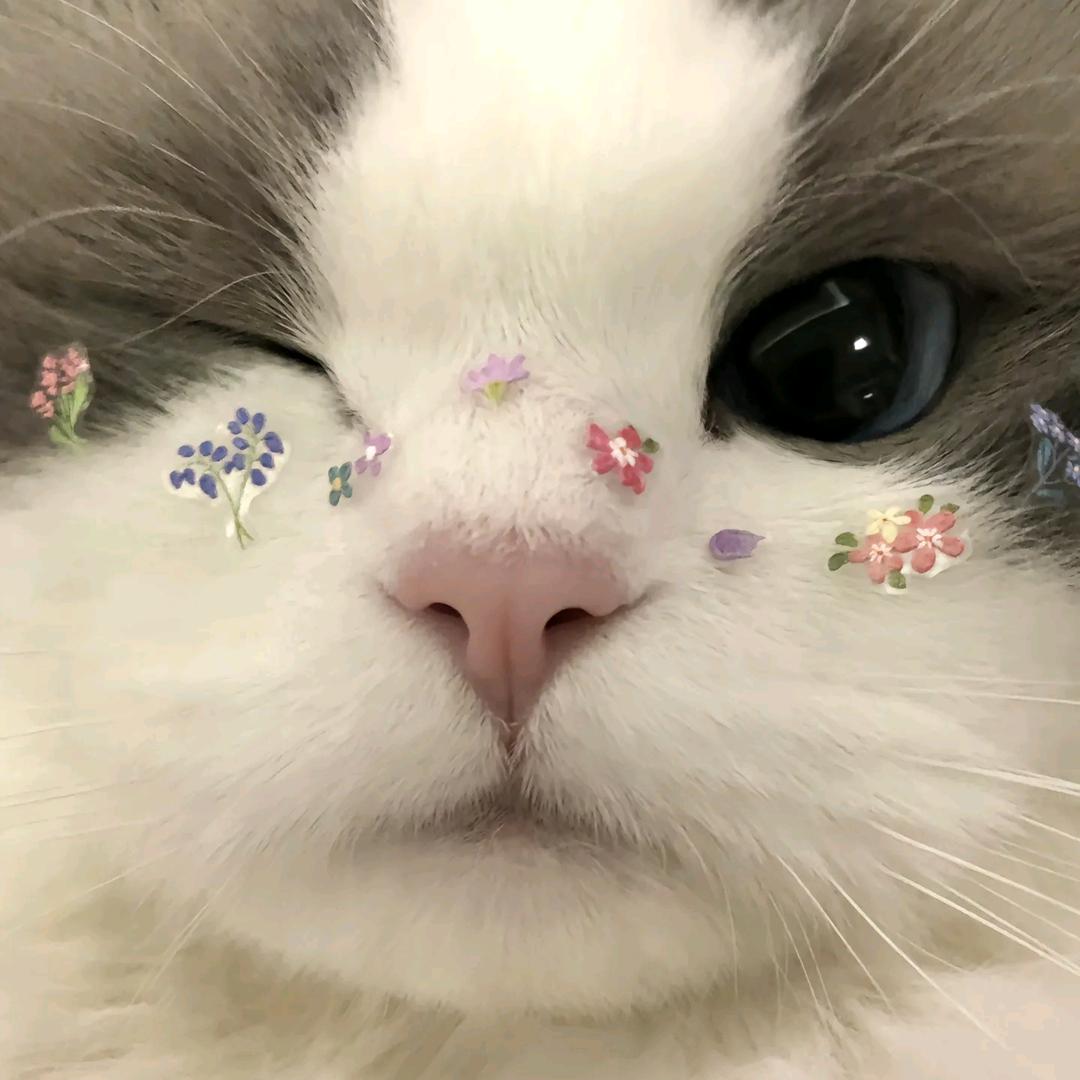 凡凡在发呆