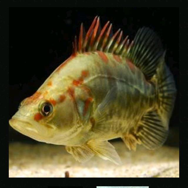 鳜在坚持（新号）