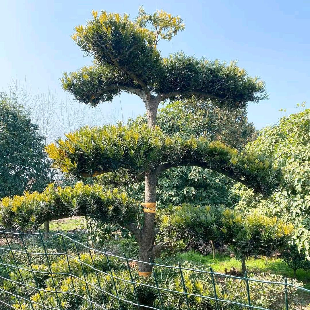 文师傅
