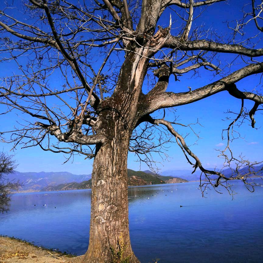 摇钱树有哦，孤单的我