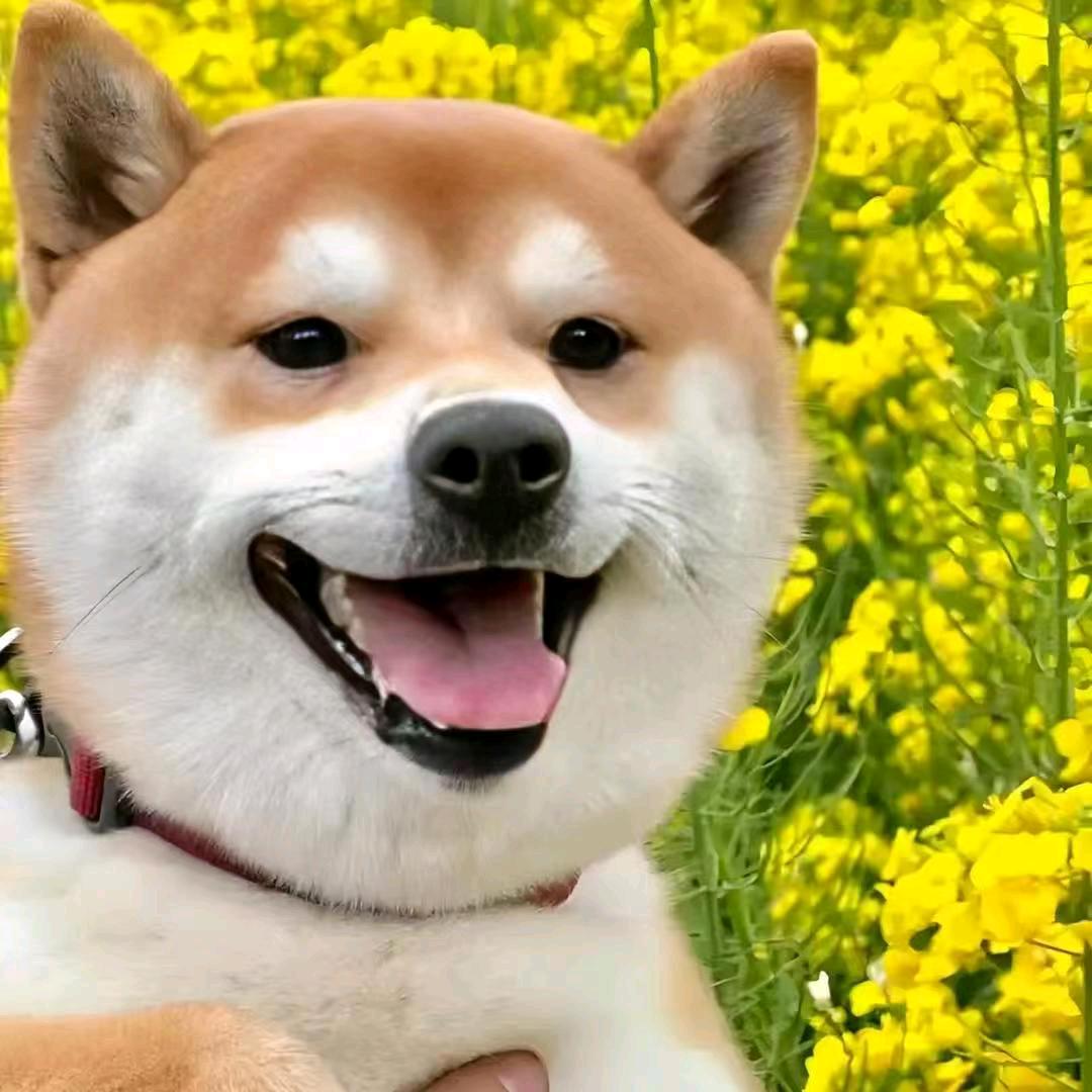 周至柴犬养殖🐶