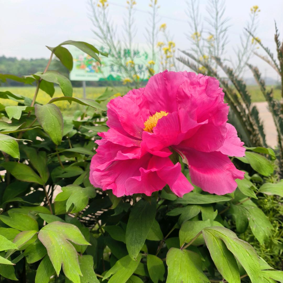 一念花开,香如故