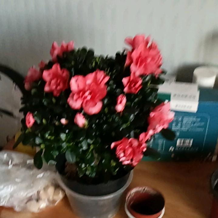 吉祥如意*58