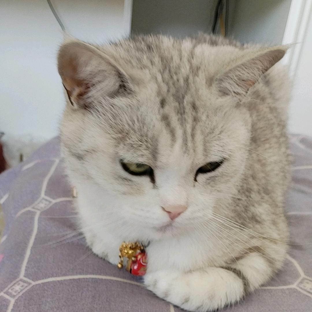 折颜