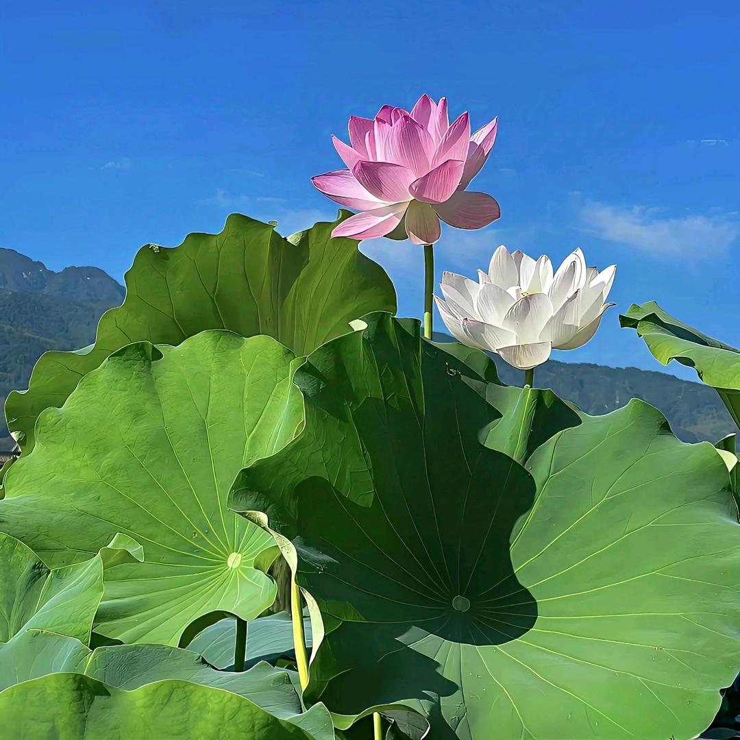 📣小喇叭广播