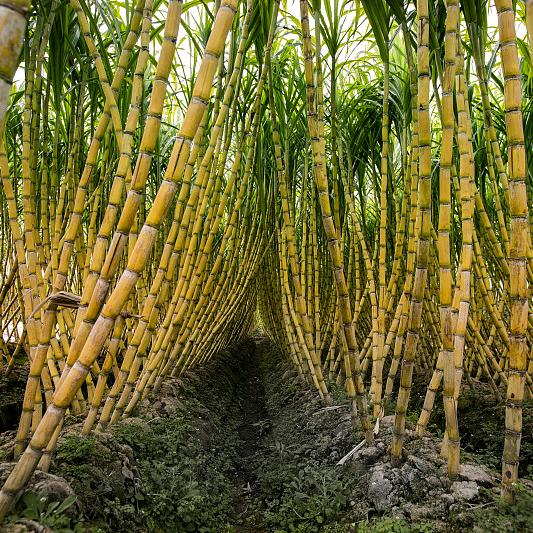 贺家甘蔗采摘园