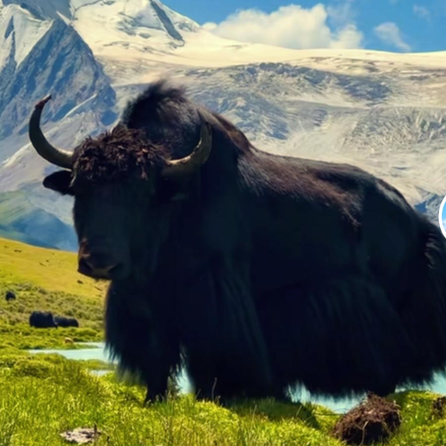 清真牛羊肉批发