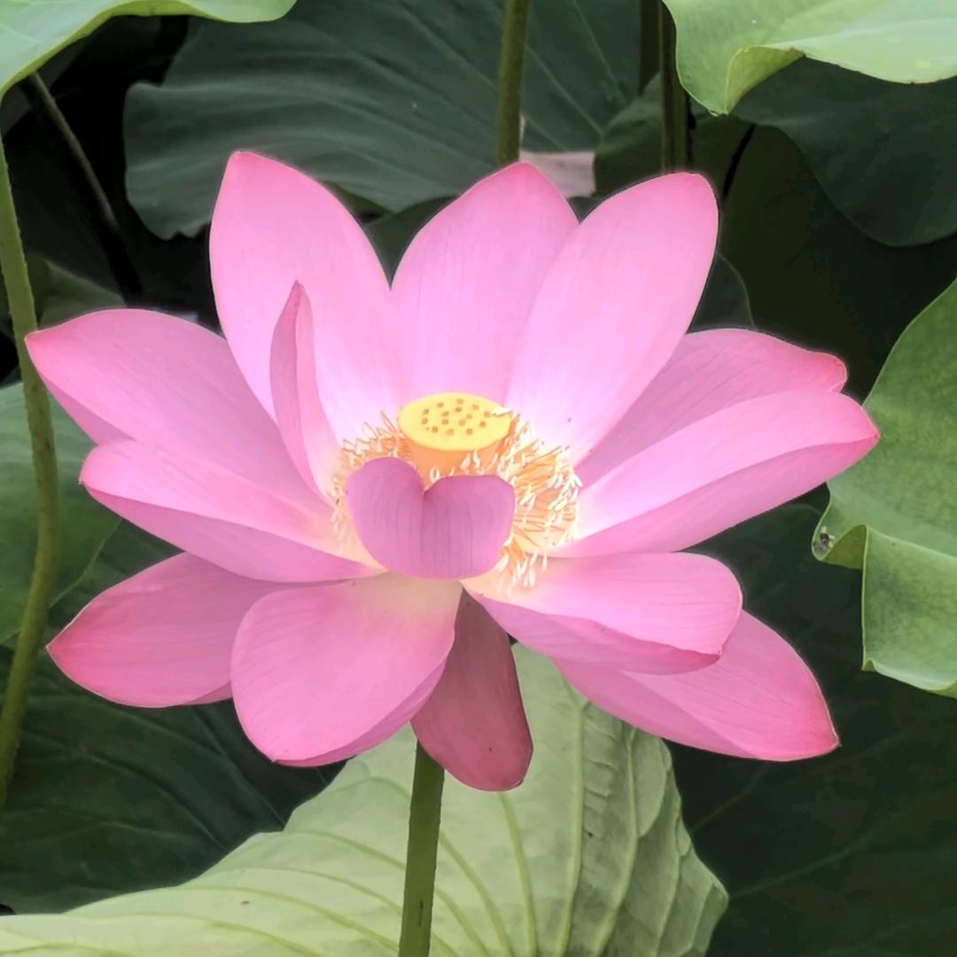 吉祥如意🌷