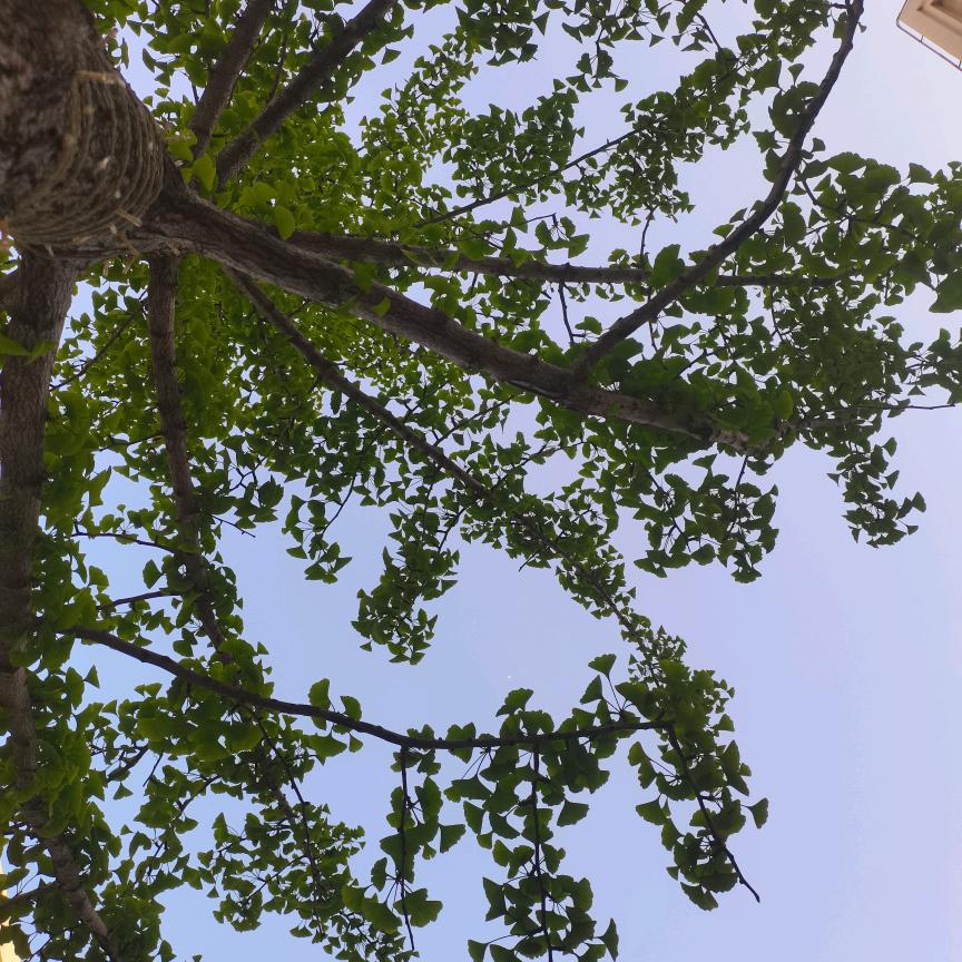林中小溪