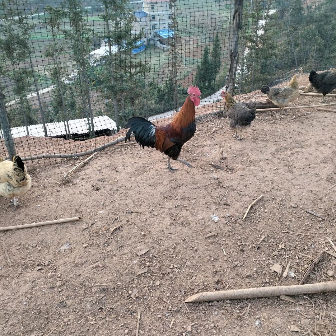 山寨夫人月子鸡