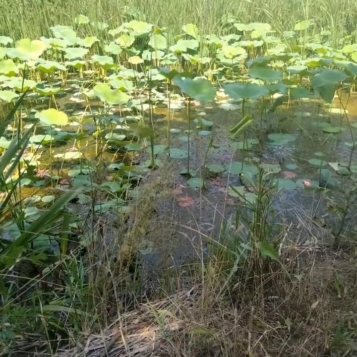 阿浩