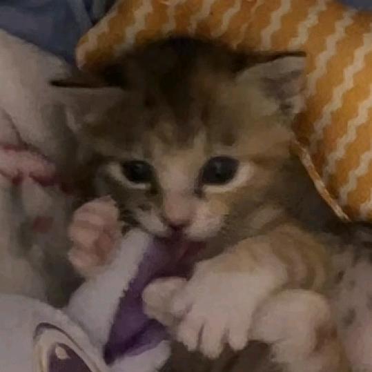 我是犟猫咪不是猫咪酱