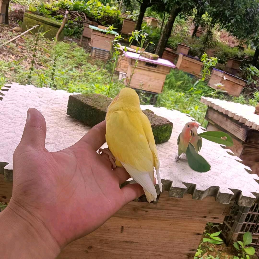 阿涛养蜂